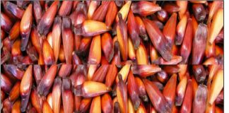 COMPRA-SE PINHÃO EM GRANDE QUANTIDADE!!