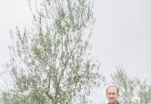 Campo experimental para produção de oliveiras será implantado em Palmas