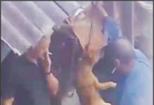 CACHORROS DE RUA – O QUE A ADMINISTRAÇÃO MUNICIPAL DE PALMAS IRÁ FAZER PARA SOLUCIONAR ESTE PROBLEMA? Parte 2