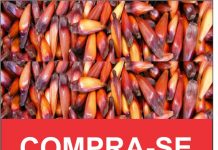 COMPRA-SE PINHÃO EM GRANDE QUANTIDADE!!