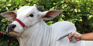 CALENDÁRIO DE VACINAÇÃO DE BRUCELOSE POR COMUNIDADE