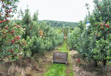 Pouco frio pode refletir em baixa produção nos pomares palmenses