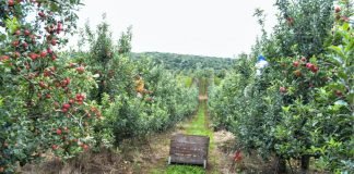 Pouco frio pode refletir em baixa produção nos pomares palmenses
