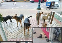 CACHORROS DE RUA E O DESINTERESSE DO PODER PÚBLICO