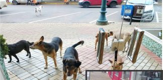 CACHORROS DE RUA E O DESINTERESSE DO PODER PÚBLICO