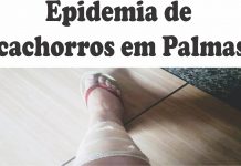 Epidemia de cachorros em Palmas