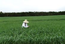 Engenheiros Agrônomos contribuem para o desenvolvimento do agronegócio no Paraná e no Brasil