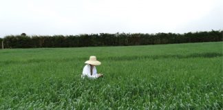 Engenheiros Agrônomos contribuem para o desenvolvimento do agronegócio no Paraná e no Brasil