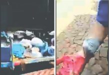 Curiosidade Palmense