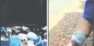 Curiosidade Palmense