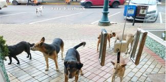 RETROSPECTIVA 2019!!! CACHORROS DE RUA – O QUE A ADMINISTRAÇÃO MUNICIPAL DE PALMAS IRÁ FAZER PARA SOLUCIONAR ESTE PROBLEMA?