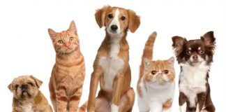 Animais de estimação podem melhorar a qualidade de vida dos donos