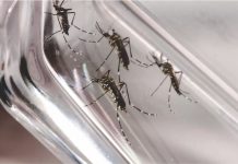 Combate à dengue no Paraná: Saiba os motivos para se preocupar com a doença