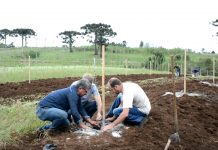 Surgem as primeiras azeitonas em campo experimental do IAPAR em Palmas