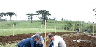 Surgem as primeiras azeitonas em campo experimental do IAPAR em Palmas