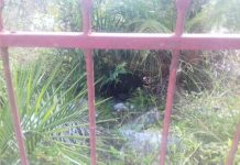 Terreno baldio com mal cheiro, mato tomando conta e “point” de indivíduos suspeitos incomoda cidadão trabalhador e honesto de Palmas