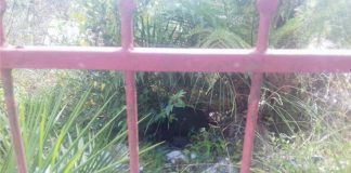 Terreno baldio com mal cheiro, mato tomando conta e “point” de indivíduos suspeitos incomoda cidadão trabalhador e honesto de Palmas