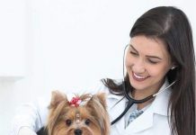 QUAL A RAÇÃO IDEAL PARA O MEU PET?