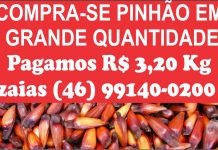 COMPRA-SE PINHÃO EM GRANDE QUANTIDADE