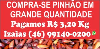 COMPRA-SE PINHÃO EM GRANDE QUANTIDADE