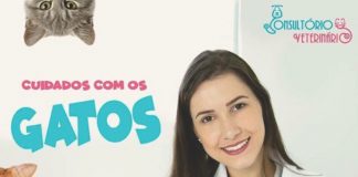 PARACETAMOL PODE MATAR SEU GATO