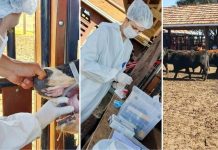 Adapar realiza inquérito epidemiológico da febre aftosa na região de Palmas