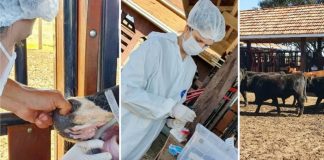 Adapar realiza inquérito epidemiológico da febre aftosa na região de Palmas