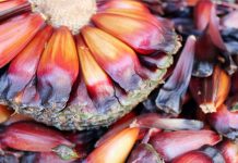 Pinhão pode ser uma boa alternativa para os produtores rurais do Paraná