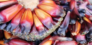 Pinhão pode ser uma boa alternativa para os produtores rurais do Paraná