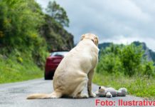 Abandono de cachorros continuam sendo a preocupação da população de Palmas