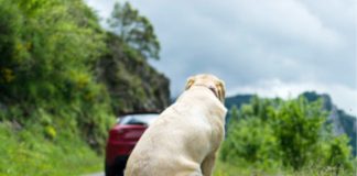 Abandono de cachorros continuam sendo a preocupação da população de Palmas
