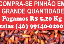 COMPRA-SE PINHÃO EM GRANDE QUANTIDADE!!!