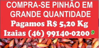 COMPRA-SE PINHÃO EM GRANDE QUANTIDADE