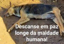 Envenenamento de animais em Palmas