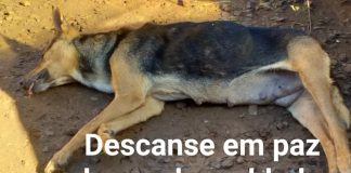 Envenenamento de animais em Palmas