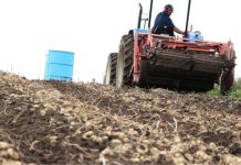 Soja e batata representam mais de 50% da produção agrícola de Palmas