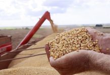 Soja deve ter produtividade reduzida devida a estiagem no Paraná