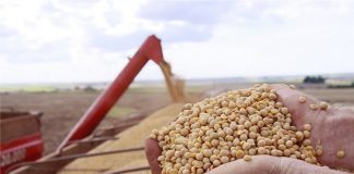 Soja deve ter produtividade reduzida devida a estiagem no Paraná