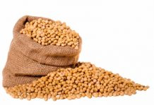 Soja: veja tudo o que você precisa saber sobre a produção no Brasil