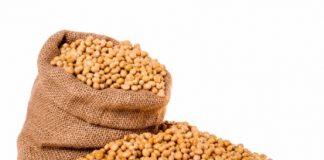 Soja: veja tudo o que você precisa saber sobre a produção no Brasil