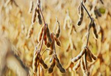 Soja: preços sobem e ritmo dos negócios avança no Brasil