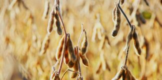 Soja: preços sobem e ritmo dos negócios avança no Brasil