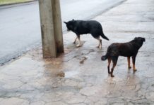 Animais abandonados continuam sendo a preocupação dos palmenses