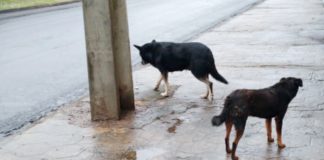 Animais abandonados continuam sendo a preocupação dos palmenses