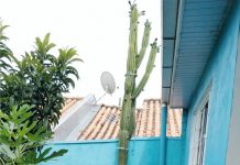 Curiosidade palmense!