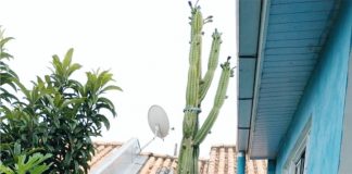 Curiosidade palmense!