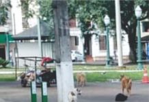 Cachorros na praça central de Palmas preocupam motociclistas