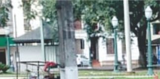 Cachorros na praça central de Palmas preocupam motociclistas