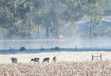 Tempo muda e temperaturas despencam em Palmas/PR