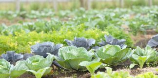 Produção de hortaliças movimenta mais de R$ 5 milhões na microrregião de Palmas